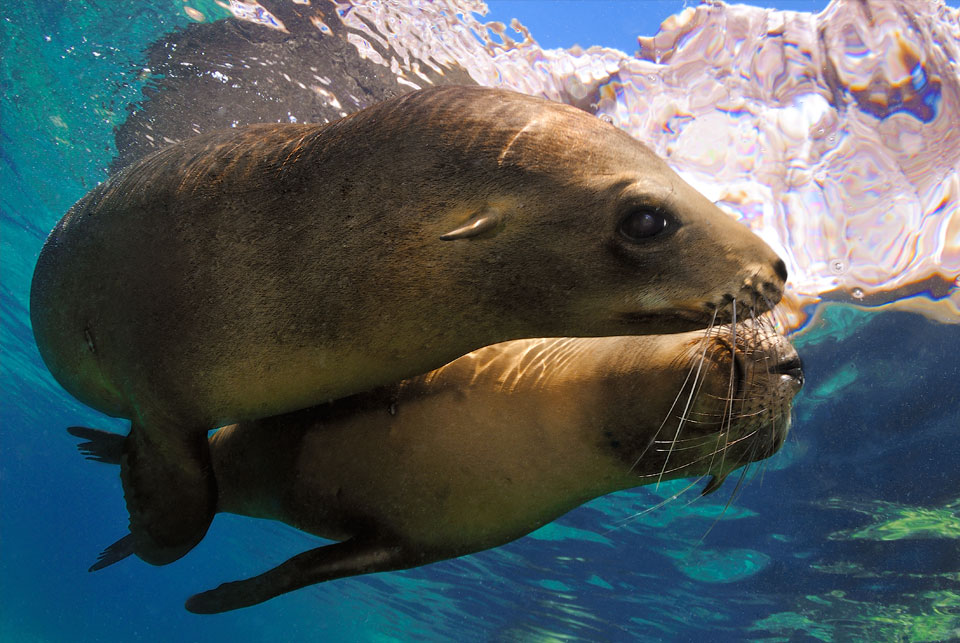 Silvia Boccato underwater photographer