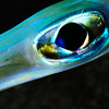Reportage diving destinations in the Red Sea by the underwater photographer Silvia Boccato