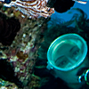 Reportage diving destinations in the Red Sea by the underwater photographer Silvia Boccato