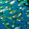 Reportage diving destinations in the Red Sea by the underwater photographer Silvia Boccato