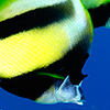 Reportage diving destinations in the Red Sea by the underwater photographer Silvia Boccato