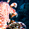 Reportage diving destinations in the Red Sea by the underwater photographer Silvia Boccato