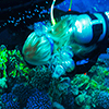 Reportage diving destinations in the Red Sea by the underwater photographer Silvia Boccato