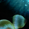 Reportage diving destinations in the Red Sea by the underwater photographer Silvia Boccato