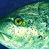 Reportage diving destinations in the Red Sea by the underwater photographer Silvia Boccato