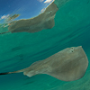 Reportage diving destinations in the French Polynesia by the underwater photographer Silvia Boccato