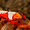 Reportage above and below of Bali Indonesia by the underwater photographer Silvia Boccato