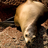 Reportage above and below of Baja California, Mexico by the underwater photographer Silvia Boccato