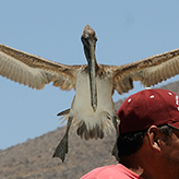 Reportage above and below of Baja California, Mexico by the underwater photographer Silvia Boccato