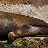 Reportage above and below of Baja California, Mexico by the underwater photographer Silvia Boccato