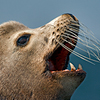 Reportage above and below of Baja California, Mexico by the underwater photographer Silvia Boccato