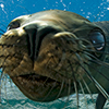 Reportage above and below of Baja California, Mexico by the underwater photographer Silvia Boccato