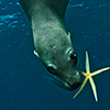 Reportage above and below of Baja California, Mexico by the underwater photographer Silvia Boccato