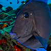 Reportage above and below of Bonaire Netherland Antilles by the underwater photographer Silvia Boccato
