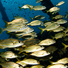 Reportage above and below of Bonaire Netherland Antilles by the underwater photographer Silvia Boccato