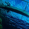 Reportage above and below of Cebu, Filippines by the underwater photographer Silvia Boccato