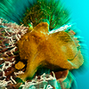 Reportage above and below of Cebu, Filippines by the underwater photographer Silvia Boccato