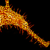 Reportage above and below of Cebu, Filippines by the underwater photographer Silvia Boccato
