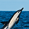 Reportage above and below of Canary Islands, Spain by the underwater photographer Silvia Boccato