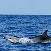 Reportage above and below of Canary Islands, Spain by the underwater photographer Silvia Boccato