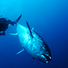 Reportage Mattanza in the Tonnara of Carloforte Island, Sardinia by the photographer Silvia Boccato