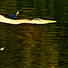 Flying over the sea and diving in fresh water of the Florida's Springs with the photographer Silvia Boccato