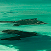 Flying over the sea and diving in fresh water of the Florida's Springs with the photographer Silvia Boccato