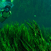 Flying over the sea and diving in fresh water of the Florida's Springs with the photographer Silvia Boccato