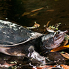 Flying over the sea and diving in fresh water of the Florida's Springs with the photographer Silvia Boccato
