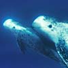 Approach and photographer a  couple of Risso's dolphin underwater, Grampus griseus, is very difficult and requires specific knoledge of the caracteristic behavior of these beatifull creatures of the marine wildlife 