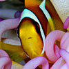 A funny clown fish faces trought his sea anemone protecting him in a exstraordinary symbiosis in a photography shooted in Red Sea during a fotosub competition