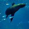 An extraordinary moment of feeding or playing of a  juvenil sea lion , Zolophus californianus, captured by a shoot of the underwater photographer Silvia Boccato  in the  Sea of Cortez in Baja California in an attitude that causes as less disturbans as possible to the natural behaviour of these curious and playful animals