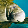 A special relaxing moment of underwater life and wildlife with a one giant gentle, Floridae Manatee, is swinging on the underwater  trunk of a tree reflected on the surface captured not at all disturbed from the underwater photographer Silvia Boccato that was shoting in free immersion with mask and snorkel