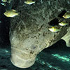 A dreamlike moment of underwater wildlife with a one gentle giant in the sunset of clear and warm waters of the Florida's Spring, this magnificient Floridae Manatee one sub-Spaces of the Sirenidi order, Trichechus manatus latirostris,  is shooted not at all disturbed from the underwater photographer Silvia Boccato that was shoting in free immersion