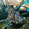 A Lionfish taken in the Red sea throught an innovative technique of underwater photographer that uses movement and light to paint coulored strokes  as a brush developped by Silvia Boccato during Fotosub competitions.