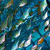 A bang of underwater marine life under a pier in a shallow water in Red Sea. The underwater photographer Silvia Boccato plays with lights reflextions created by the surface