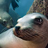 An inviting attitude of a female of sea lion; Zalophus californianus; in the special period of the couplings shooted by the underwater photographer boccato silvia after hours of approach without creating disturbing element of the natural behaviour of this special marine wildlife