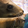 A loving attitude of two juvenils of Sea lion , Zalophus californianus,  while they are playing in the surface not at all disturbed from the underwater photographer Silvia Boccato after hours of approching them with an interactive relationship