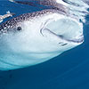 An extraordinary moment of feeding of a Whale shark, Rhincodont typus, of 11 mt long captured by a shoot of the underwater photographer Silvia Boccato  in a free immersion  in the South  California water the only one possible approach that can not disturb the natural behaviour of this big giant of the ocean