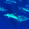 A large and noisy group of a Spotted dolphin, Stenella fontalis, that shows his natural attitude loud, curioy, noisy, fast, playful, skipped taken by the underwater photographer Silvia Boccato in free dive the only possible  way to be approached by these spectacular animals in the marine  wild