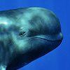 Swim alongside these spectacular creatures so intelligent and curious is an experience that leves its mark  to each underwater photographer. The pilot whale, Globicephala macrorhynchus,  are seeking the contact if are interested and theach to the photographer to be able to wait the right moment to shoot.