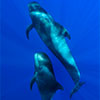 Silvia Boccato is approaching in free dive these two juvenil Pilot Whale Globicefalo macrorhynchus in the bleu pelagic water around Canary Island with her underwater housing