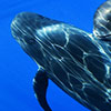 Silvia Boccato is approaching in free dive these two juvenil Pilot Whale Globicefalo macrorhynchus in the bleu pelagic water around Canary Island with her underwater housing