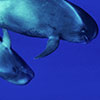 Swim alongside the pilot whale,  Globicephala macrorhynchus,  teach to each underwater photographer to be able to wait the right moment because are they who are seeking the contact with the homans. This pix is shooted by Silvia Boccato with free dive