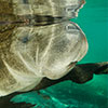 A special relaxing moment of underwater life and wildlife with a one gentle giant, Floridae Manatee, is swinging on the underwater  trunk of a tree reflected near the surface.