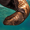 An underwater photography taken close to the surface with another point of view of the world from below. this shoot have made very close to this juvenil of sea lion, Zalophus californianus,  that means an interactive relationship between the photographer and the animal that shows his characteristic behavior.