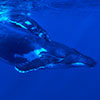 A shoot of Silvia Boccato, underwater photographer, in free dive using only fins, mask anfd snorkel, with this approach is possible to stay very close to this Humpback whale and her calf of only four days of life. Unforgatteble expirences that teaches us a great respect of the underwater marine wildlife.