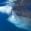 An extraordinary moment of feeding of a Whale shark, Rhincodont typus, of 11 mt long captured by a shoot of the underwater photographer Silvia Boccato  in a free immersion  in the South  California water the only one possible approach that can not disturb the natural behaviour of this big giant of the ocean.